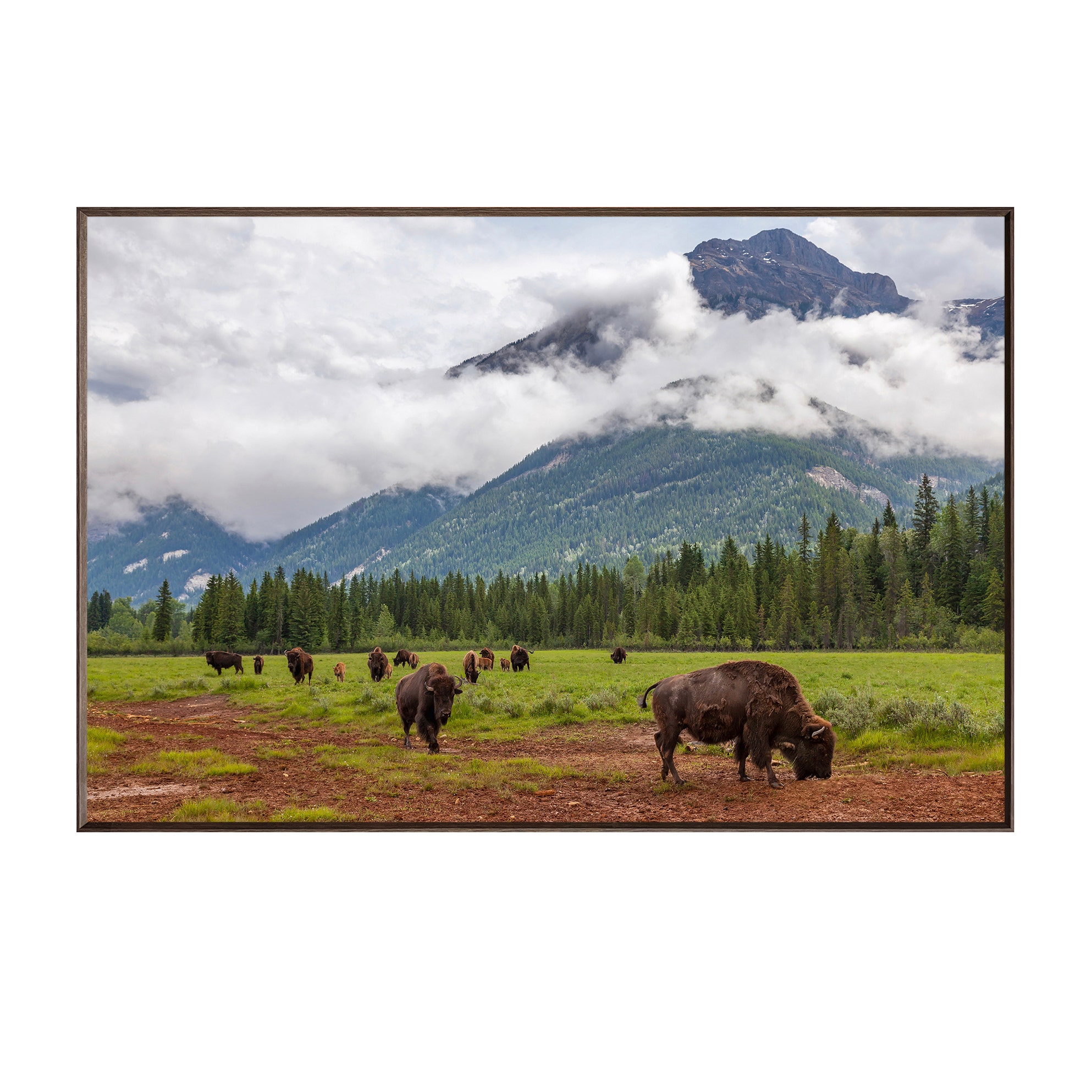 Crestview Bison Valley
