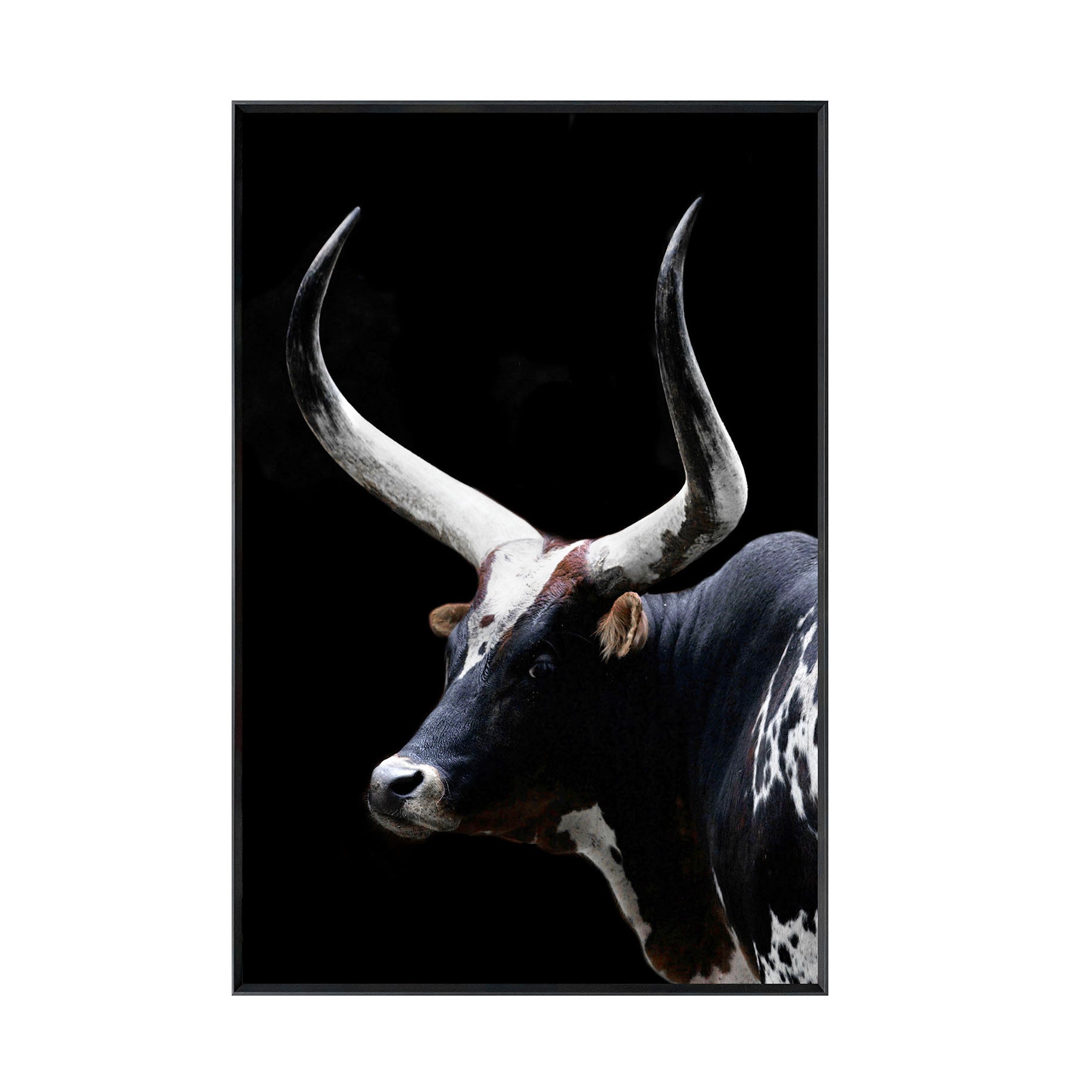Crestview Midnight Horns