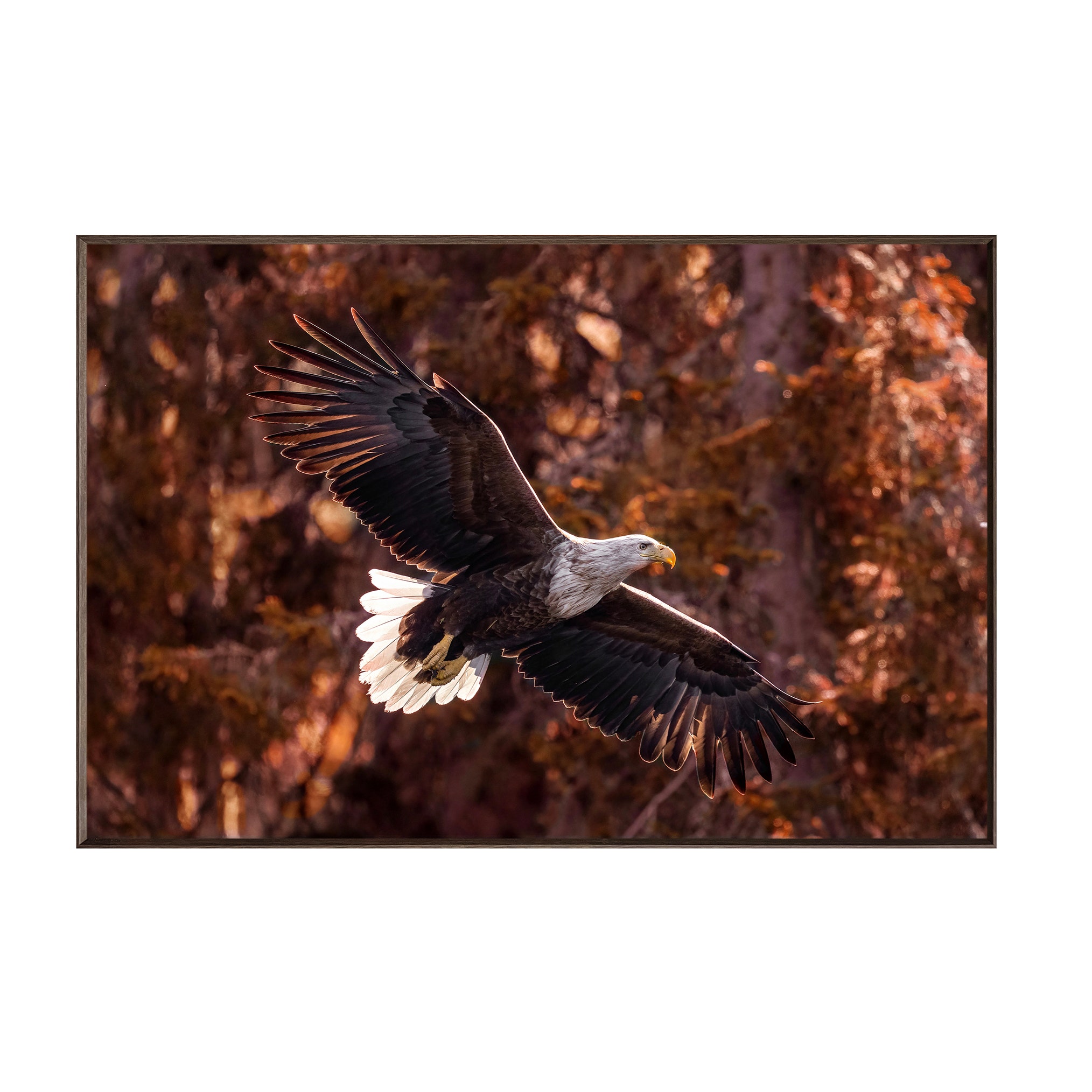 Crestview Wings Of Freedom