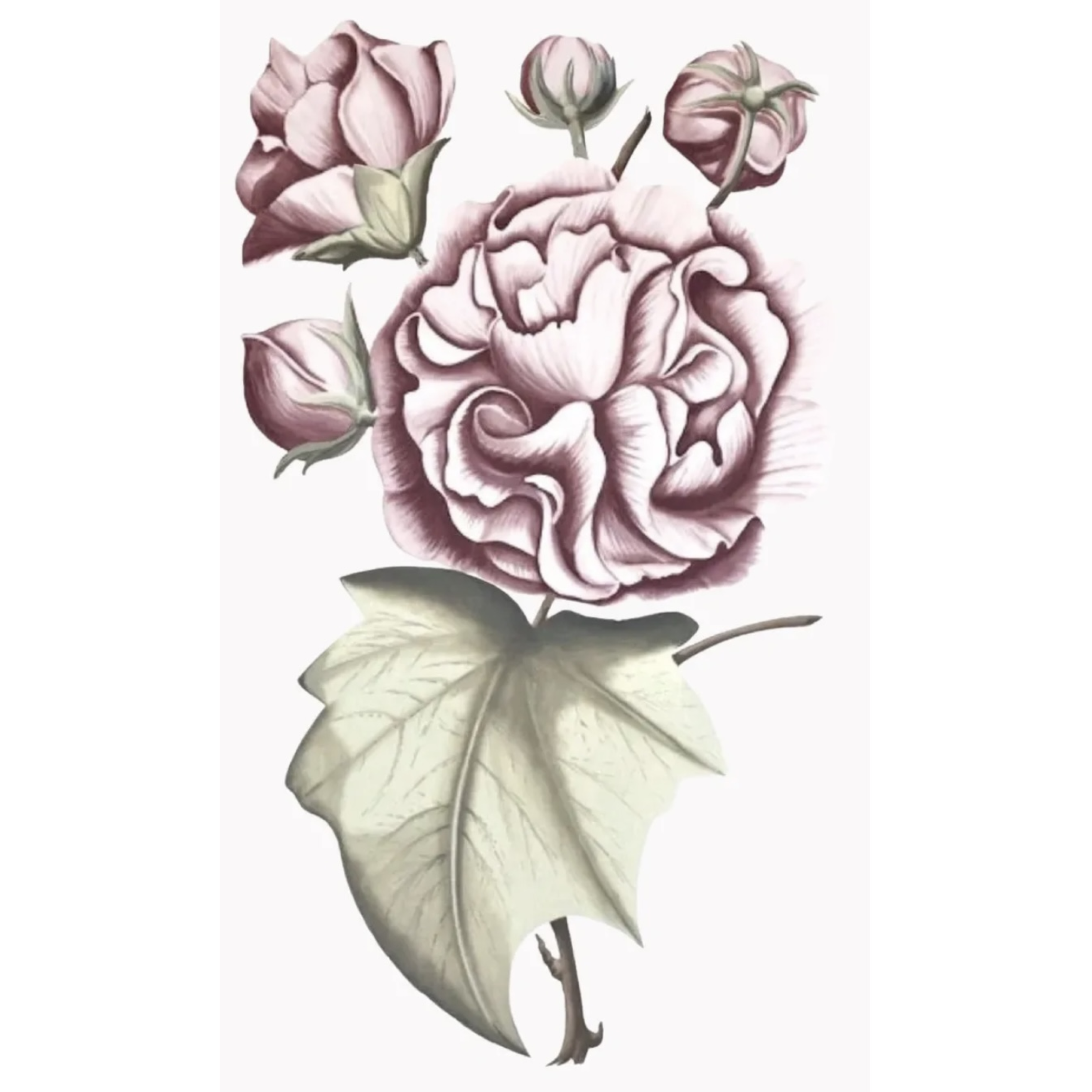 Zentique PinkPeonyII